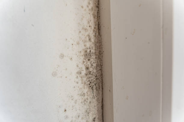 Best Mold Prevention Services  in Prairie View, TX